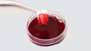 Колагеновий гемостатик Коллакон, уп.12 шт, COLLACONE (Botiss biomaterials)